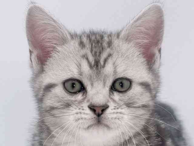 大阪府のアメリカンショートヘアー (ひごペットフレンドリーイズミヤショッピングセンター千里丘店/2025年11月23日生まれ/女の子/シルバータビー)の子猫