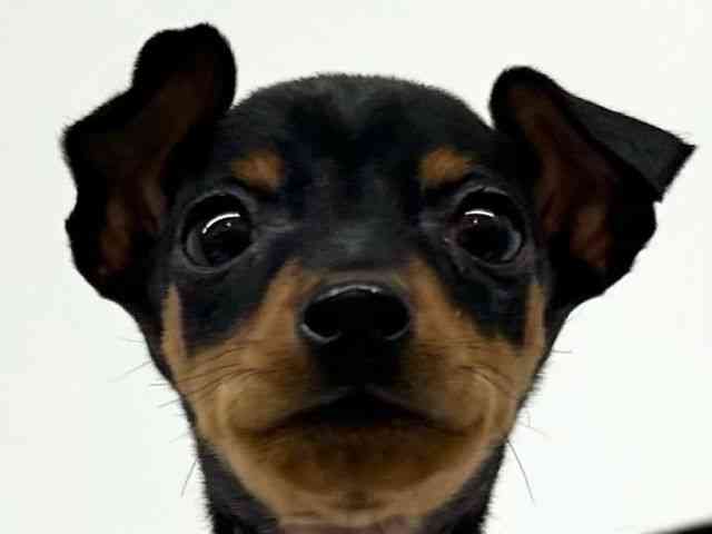 兵庫県のミニチュアピンシャー (ひごペットフレンドリーブルメールHAT神戸店/2025年11月19日生まれ/男の子/ブラックタン)の子犬