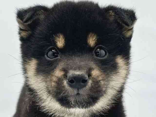 大阪府の柴犬(標準サイズ) (ひごペットフレンドリーイトーヨーカドー津久野店/2025年11月20日生まれ/男の子/黒)の子犬