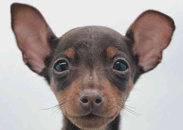 島根県のミニチュアピンシャー (ひごペットフレンドリーイオン松江ショッピングセンター店/2025年11月23日生まれ/男の子/チョコレートタン)の子犬