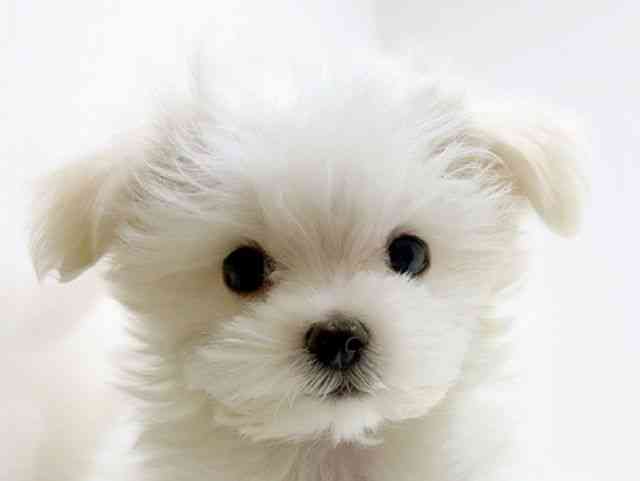 広島県のマルチーズ (ひごペットフレンドリーフジグラン神辺店/2025年11月10日生まれ/男の子/ホワイト)の子犬