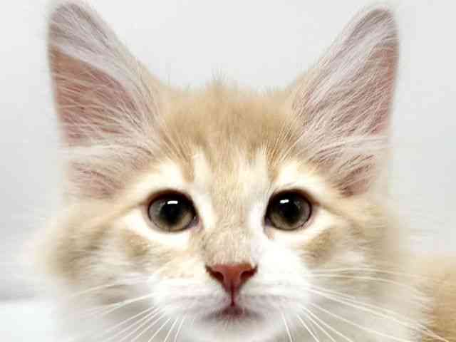 大阪府のノルウェージャンフォレストキャット (ひごペットフレンドリーイオンタウン豊中庄内店/2025年11月10日生まれ/女の子/クリームタビーホワイト)の子猫の1枚目の画像