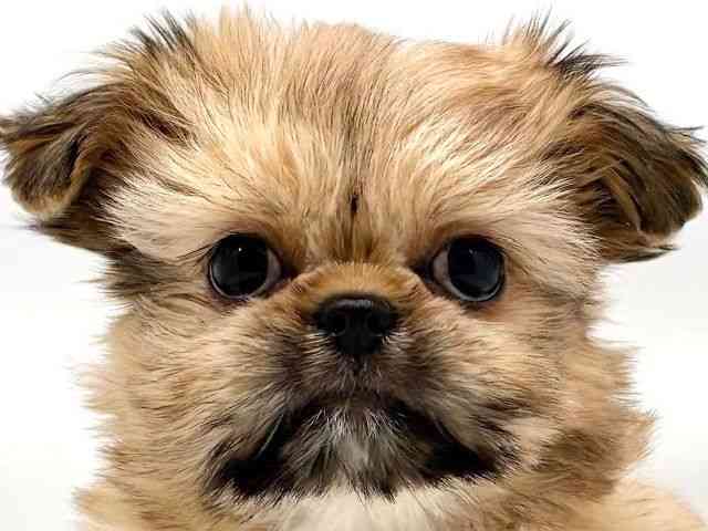 大阪府のチワズー/チワシーズ(チワワ×シーズー) (ひごペットフレンドリー東淀川店/2025年11月23日生まれ/女の子/フォーン)の子犬の1枚目の画像