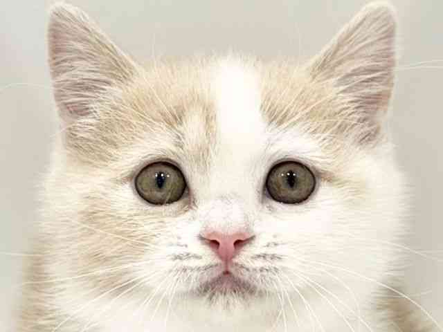 大阪府のマンチカン (ひごペットフレンドリーイオンタウン豊中庄内店/2025年11月16日生まれ/男の子/クリームタビーホワイト)の子猫