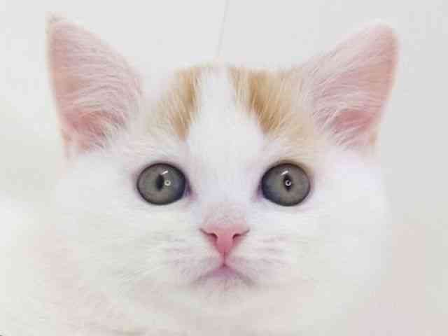 大阪府のマンチカン (ひごペットフレンドリーいこらもーる泉佐野店/2025年11月15日生まれ/男の子/レッドタビーホワイト)の子猫の1枚目の画像