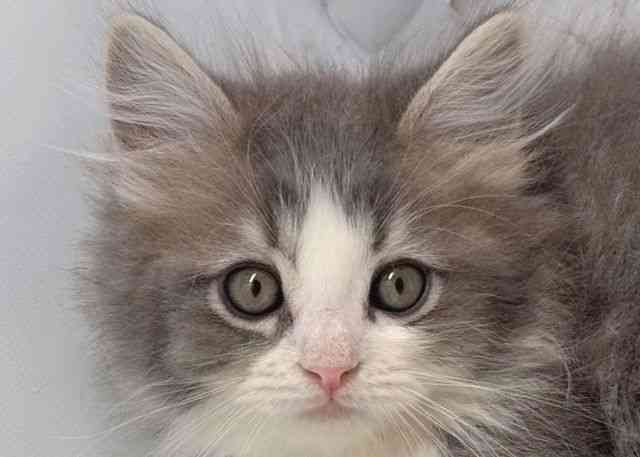 鳥取県のラガマフィン (ひごペットフレンドリーイオンモール鳥取北店/2025年11月21日生まれ/男の子/ブルータビーホワイト)の子猫の1枚目の画像