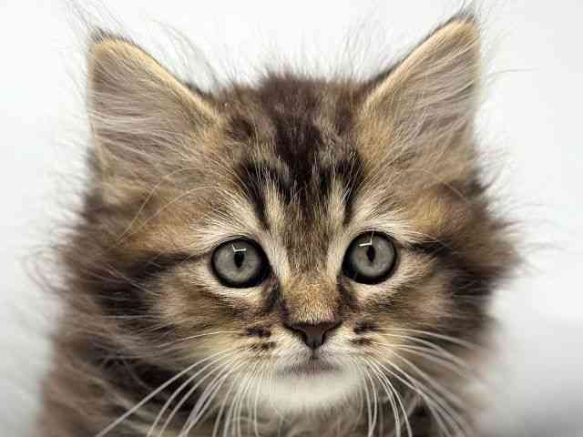 香川県のラガマフィン (ひごペットフレンドリーゆめタウン高松店/2025年11月21日生まれ/男の子/ブラウンタビー)の子猫の1枚目の画像