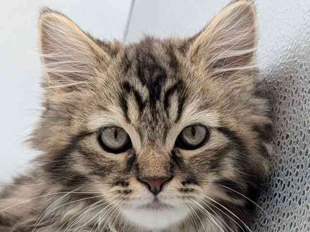 香川県のラガマフィン (ひごペットフレンドリーゆめタウン高松店/2025年11月21日生まれ/男の子/ブラウンタビー)の子猫の1枚目の画像