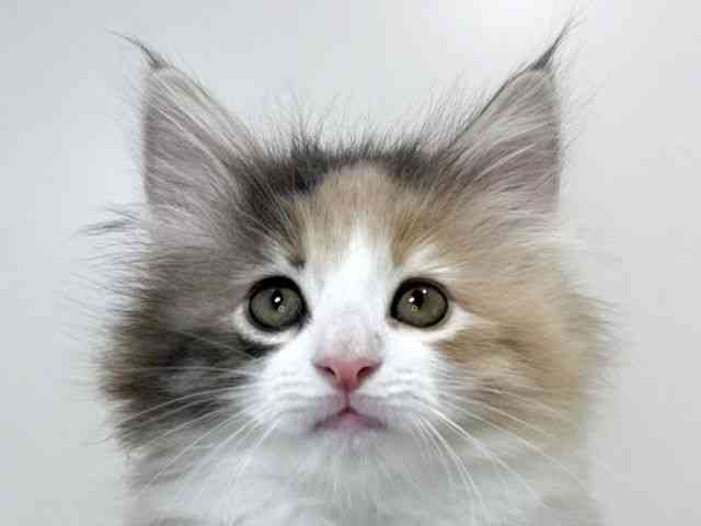 兵庫県のノルウェージャンフォレストキャット (ひごペットフレンドリーイトーヨーカドー明石店/2025年11月22日生まれ/女の子/ブルーパッチドタビーホワイト)の子猫