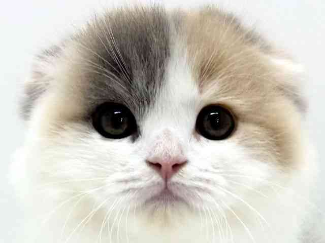 大阪府のスコティッシュフォールド (ひごペットフレンドリーくずはモール店/2025年11月20日生まれ/女の子/ブルーパッチドタビーホワイト)の子猫の1枚目の画像