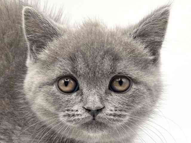 京都府のブリティッシュショートヘアー (ひごペットフレンドリーイオンモール高の原店/2025年11月21日生まれ/男の子/ブルー)の子猫の1枚目の画像