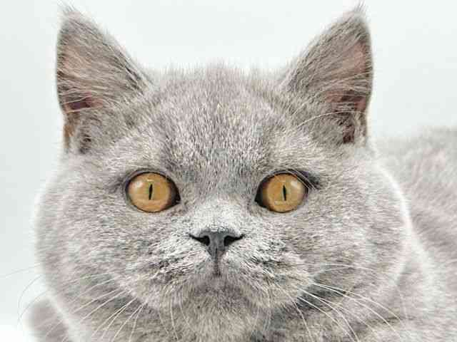 京都府のブリティッシュショートヘアー (ひごペットフレンドリーイオンモール高の原店/2025年11月21日生まれ/男の子/ブルー)の子猫の1枚目の画像