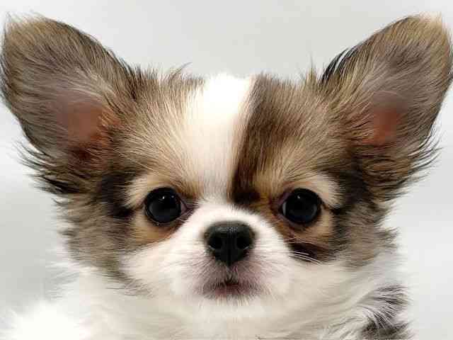 大阪府のチワワ(ロング) (ひごペットフレンドリー東淀川店/2025年11月23日生まれ/男の子/セーブルフォーン＆ホワイト)の子犬の1枚目の画像