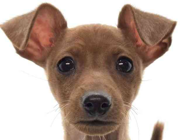 大阪府のミニチュアピンシャー (ひごペットフレンドリーイオンそよら海老江店/2025年11月23日生まれ/男の子/レッド)の子犬の1枚目の画像