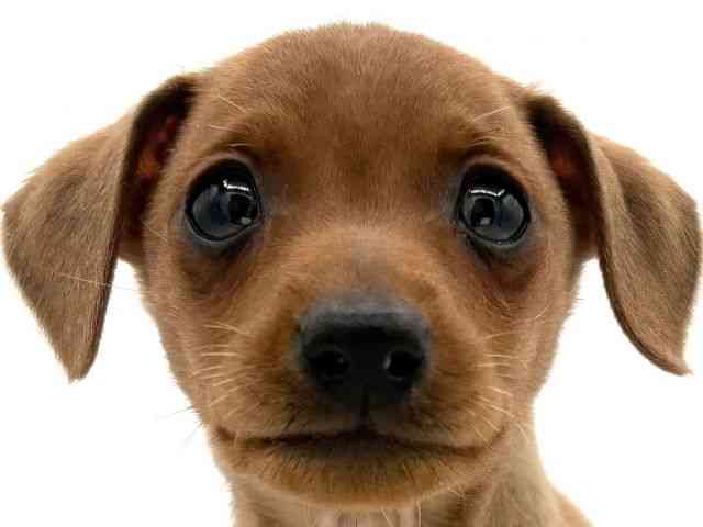 大阪府のミニチュアピンシャー (ひごペットフレンドリーイオンそよら海老江店/2025年11月23日生まれ/男の子/レッド)の子犬の1枚目の画像