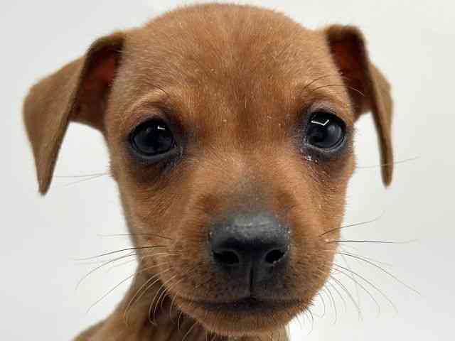 香川県のミニチュアピンシャー (ひごペットフレンドリーゆめタウン高松店/2025年11月23日生まれ/男の子/レッド)の子犬の1枚目の画像