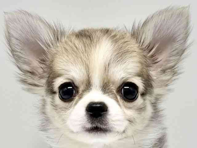 大阪府のチワワ(ロング) (ひごペットフレンドリーイオンタウン豊中庄内店/2025年11月20日生まれ/女の子/フォーンホワイト)の子犬の1枚目の画像