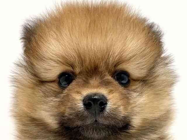 大阪府のポメラニアン (ひごペットフレンドリーイオン高槻店/2025年11月21日生まれ/男の子/オレンジ)の子犬の1枚目の画像