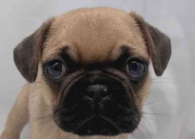 鳥取県のフレンチパグ/パグフレンチ(フレンチブルドック×パグ) (ひごペットフレンドリーイオンモール鳥取北店/2025年11月21日生まれ/男の子/フォーン)の子犬