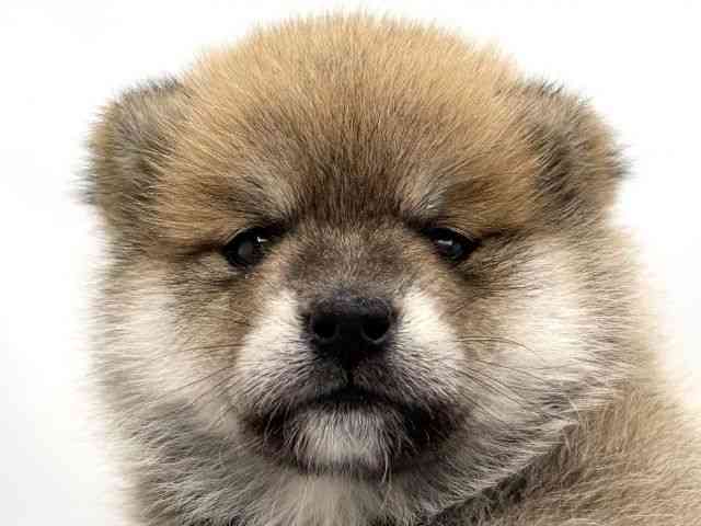 兵庫県のポメ柴/豆ポメ/ポメ豆柴(ポメラニアン×柴犬) (ひごペットフレンドリークラウンパーク伊丹店/2025年11月19日生まれ/女の子/赤)の子犬の1枚目の画像