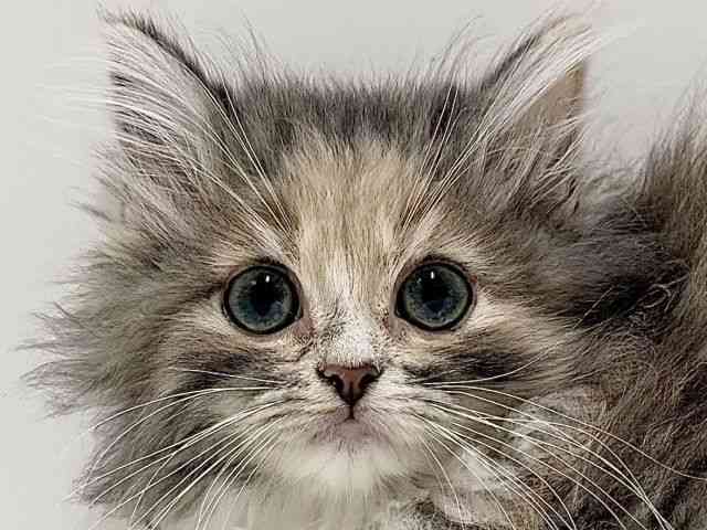 奈良県のノルウェージャンフォレストキャット (ひごペットフレンドリーイオンモール橿原ウエスト・ビレッジ店/2025年11月22日生まれ/女の子/ダイリュートキャリコ)の子猫の1枚目の画像