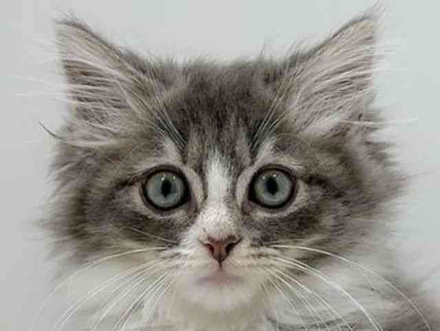 広島県のノルウェージャンフォレストキャット (ひごペットフレンドリーフジグラン神辺店/2025年11月22日生まれ/男の子/ブルーホワイト)の子猫の1枚目の画像