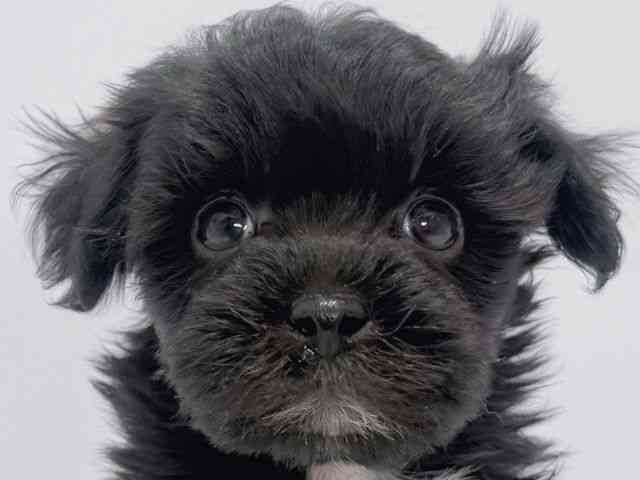 大阪府のハーフ犬・ミックス犬 (ひごペットフレンドリーイズミヤショッピングセンター千里丘店/2025年11月21日生まれ/男の子/ブラック)の子犬