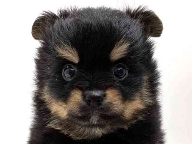 広島県のポメチワ/チワポメ/ポメチー(ポメラニアン×チワワ) (ひごペットフレンドリーゆめタウン廿日市店/2025年11月23日生まれ/男の子/ブラックタン)の子犬