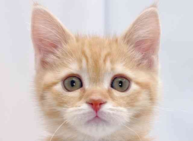 大阪府のミヌエット (ひごペットフレンドリーイズミヤショッピングセンター千里丘店/2025年11月17日生まれ/男の子/レッドタビー)の子猫の1枚目の画像