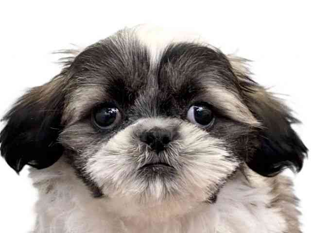 愛媛県のシーズー (ひごペットフレンドリーエミフルMASAKI店/2025年11月19日生まれ/女の子/ゴールドホワイト)の子犬の1枚目の画像