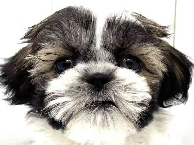 大阪府のシーズー (ひごペットフレンドリーイオンタウン茨木太田店/2025年11月19日生まれ/男の子/ゴールドホワイト)の子犬