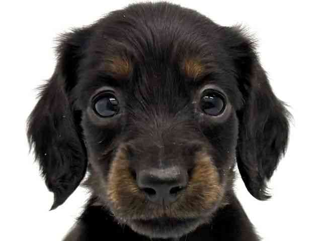 大阪府のミニチュアダックスフンド(ロング) (ひごペットフレンドリーイオンタウン茨木太田店/2025年11月24日生まれ/女の子/ブラックタン)の子犬