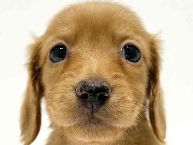 大阪府のミニチュアダックスフンド(ロング) (ひごペットフレンドリーイオン高槻店/2025年11月23日生まれ/男の子/ゴールド)の子犬の1枚目の画像