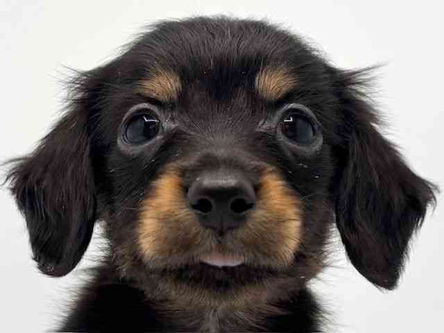 大阪府のミニチュアダックスフンド(ロング) (ひごペットフレンドリーみのおキューズモール店/2025年11月24日生まれ/男の子/ブラックタン)の子犬