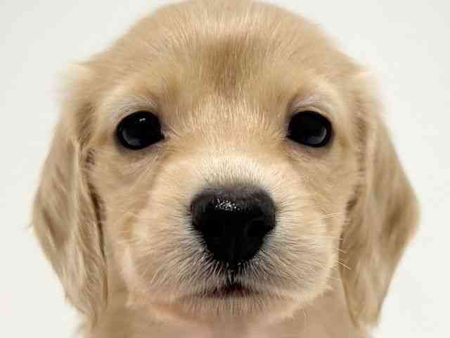 大阪府のミニチュアダックスフンド(ロング) (ひごペットフレンドリーイオン高槻店/2025年11月23日生まれ/女の子/イエロー)の子犬の1枚目の画像