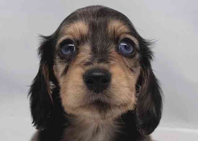 鳥取県のミニチュアダックスフンド(ロング) (ひごペットフレンドリーイオンモール鳥取北店/2025年11月24日生まれ/女の子/シルバーダップル)の子犬の1枚目の画像