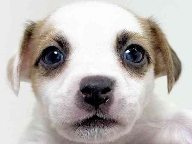 京都府のジャックラッセルテリア (ひごペットフレンドリーイズミヤショッピングセンター八幡店/2025年11月24日生まれ/女の子/ホワイトタン)の子犬の1枚目の画像