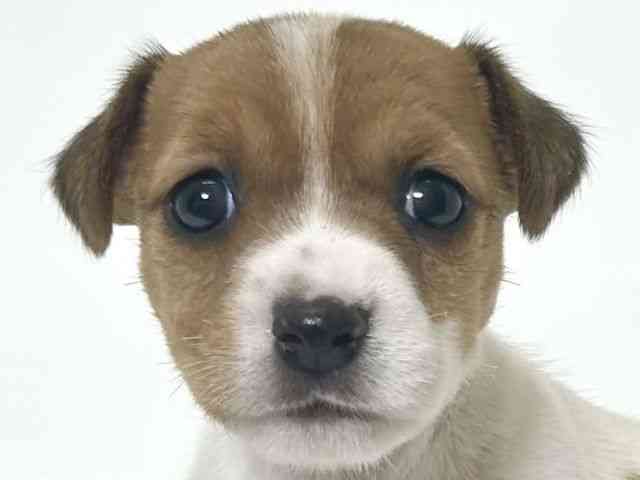 大阪府のジャックラッセルテリア (ひごペットフレンドリーアクロスプラザ住之江店/2025年11月24日生まれ/女の子/ホワイトタン)の子犬の1枚目の画像