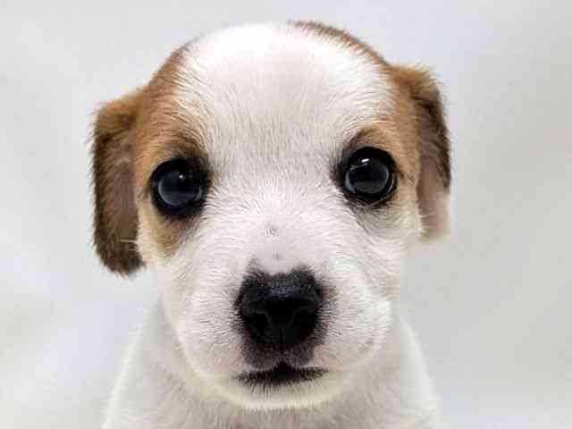 広島県のジャックラッセルテリア (ひごペットフレンドリーゆめタウン廿日市店/2025年11月24日生まれ/男の子/ホワイトタン)の子犬