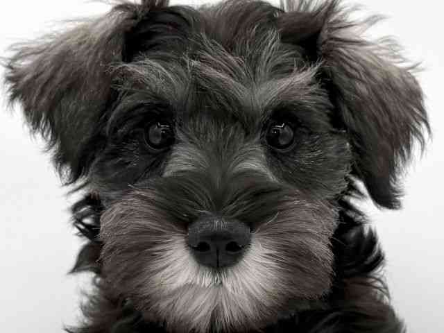 大阪府のミニチュアシュナウザー (ひごペットフレンドリーイオンそよら海老江店/2025年11月23日生まれ/女の子/ソルトペッパー)の子犬の1枚目の画像