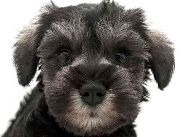 大阪府のミニチュアシュナウザー (ひごペットフレンドリーイオンそよら海老江店/2025年11月23日生まれ/女の子/ソルトペッパー)の子犬の1枚目の画像