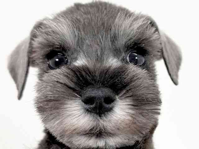 京都府のミニチュアシュナウザー (ひごペットフレンドリーイズミヤショッピングセンター八幡店/2025年11月23日生まれ/男の子/ソルトペッパー)の子犬の1枚目の画像