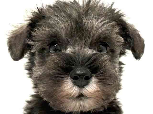 大阪府のミニチュアシュナウザー (ひごペットフレンドリーイオン高槻店/2025年11月23日生まれ/男の子/ソルトペッパー)の子犬の1枚目の画像