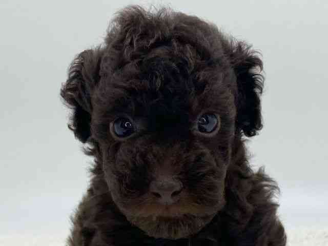 島根県のトイプードル(トイ) (ひごペットフレンドリーイオンモール出雲店/2025年11月24日生まれ/女の子/ブラウン)の子犬の1枚目の画像