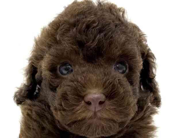 大阪府のトイプードル(トイ) (ひごペットフレンドリーくずはモール店/2025年11月24日生まれ/男の子/ブラウン)の子犬の1枚目の画像