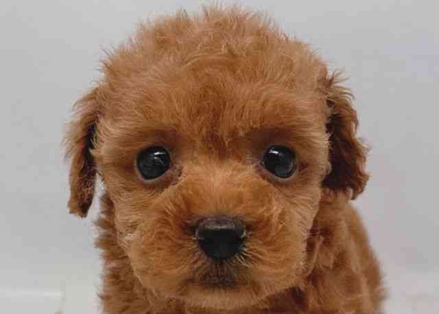 鳥取県のトイプードル(トイ) (ひごペットフレンドリーイオンモール鳥取北店/2025年11月23日生まれ/女の子/レッドフォーン)の子犬の1枚目の画像