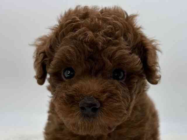 島根県のトイプードル(トイ) (ひごペットフレンドリーイオンモール出雲店/2025年11月23日生まれ/女の子/レッドフォーン)の子犬の1枚目の画像