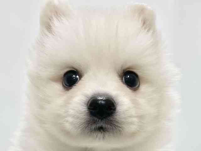 高知県の日本スピッツ (ひごペットフレンドリーイオンモール高知店/2025年11月23日生まれ/男の子/ホワイト)の子犬の1枚目の画像