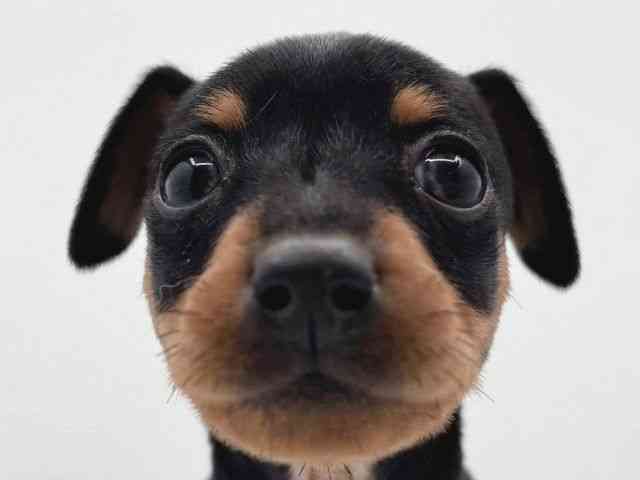 島根県のミニチュアピンシャー (ひごペットフレンドリーイオン松江ショッピングセンター店/2025年11月23日生まれ/女の子/ブラックタン)の子犬の1枚目の画像