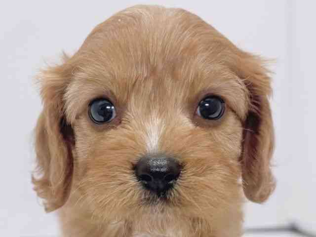 大阪府のキャバプー(キャバリア×プードル) (ひごペットフレンドリーイズミヤショッピングセンター千里丘店/2025年11月24日生まれ/女の子/レッド)の子犬